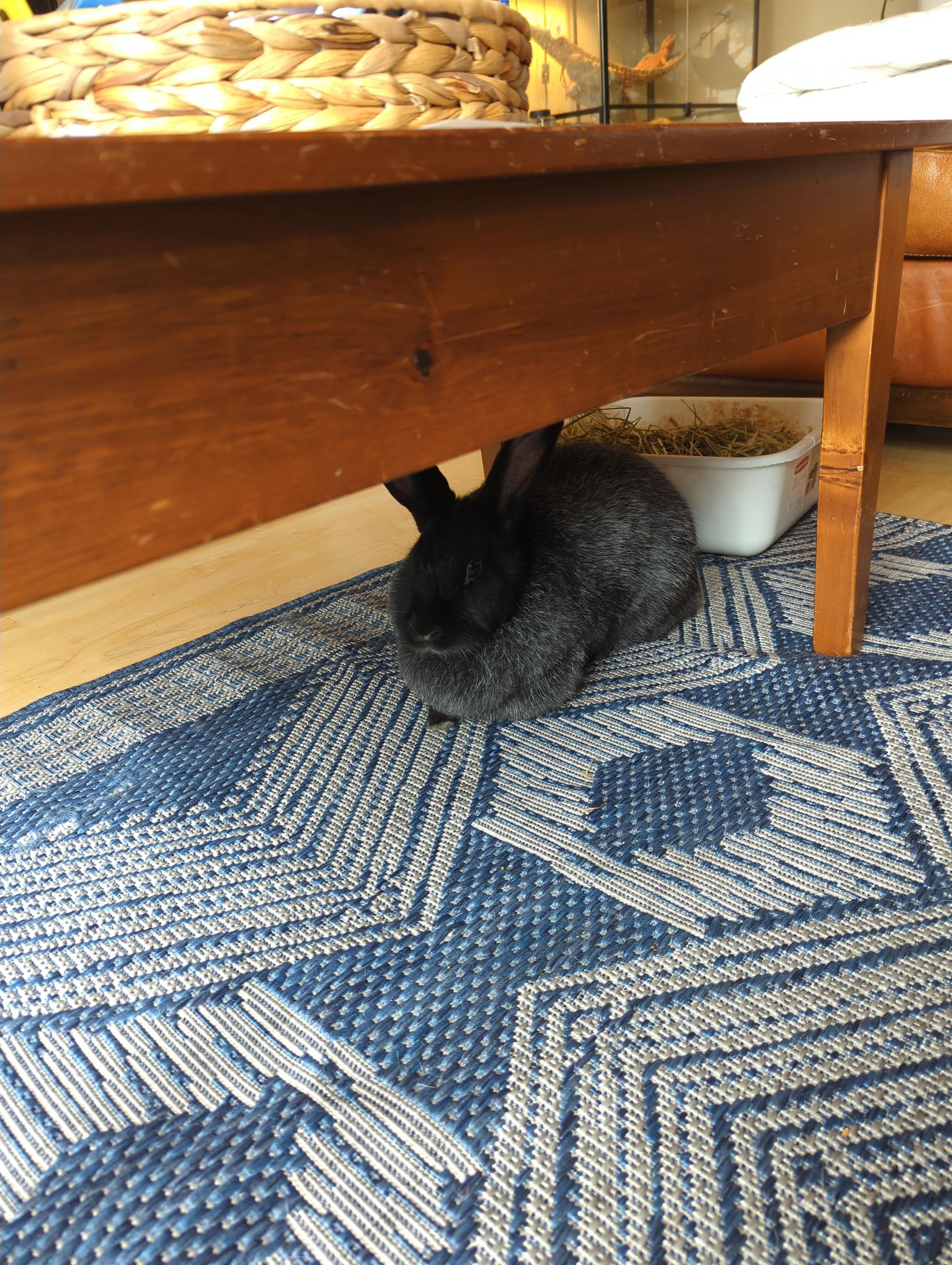 An adorable silvery black bunny chilling like a bread loaf.